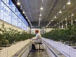 FILE - A worker tends to marijuana plants at an Aurora Cannabis Inc. facility in Edmonton, Alberta.