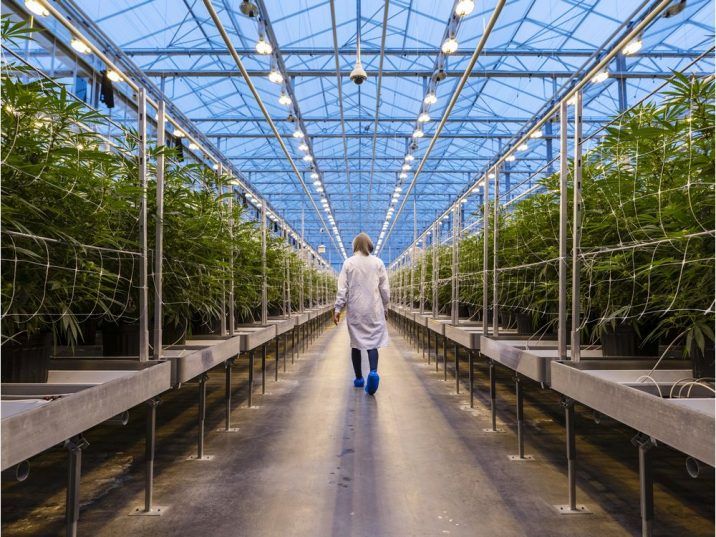 FILE: A worker walks past rows of cannabis plants growing in a greenhouse at the Hexo Corp. facility in Gatineau, Quebec, Canada, on Thursday, Oct. 11, 2018. /