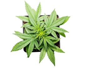 cannabis and coronavirus