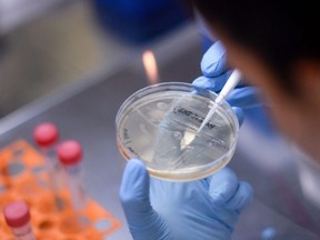 FILE: A researcher works on the development of a vaccine against the new coronavirus COVID-19, in Belo Horizonte, state of Minas Gerais, Brazil, on Mar. 26, 2020.