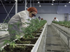 FILE: Employees tend to marijuana plants at the Aurora Cannabis Inc. facility in Edmonton, Alberta.