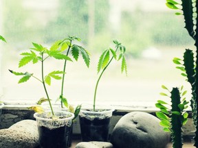 Seedlings of hemp on the windowsill and cactus