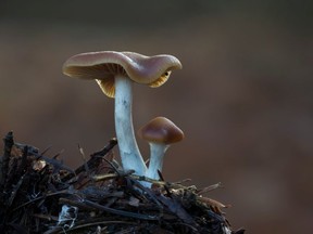 FILE: Psilocybe cyanescens (sometimes referred to as wavy caps or as the potent Psilocybe) is a species of potent psychedelic mushroom. /