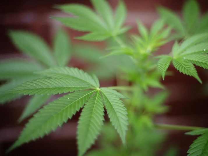 Top Democratic Senators say draft of cannabis reform measures will be released in "the early part of this year"