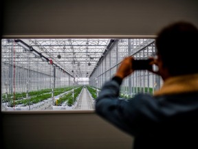 FILE: A man takes images of cannabis plants in a greenhouse of Tilray medical cannabis producer's European production site in Cantanhede on Apr. 24, 2018. /