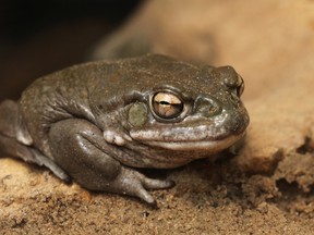 FILE - The Colorado river toad (Incilius alvarius), also known as the Sonoran desert toad, secretes venom containing 
5-MeO-DMT.