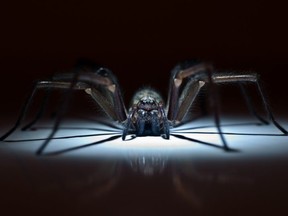 Believe it or not, scientists have been conducting studies on spiders and intoxicants dating back to 1948, when a German zoologist and a German pharmacologist teamed up to study the web-building abilities of arachnids.