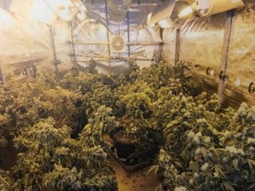 Inside the illicit cannabis grow.