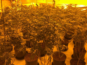One male was arrested inside the property and charged with cultivation of cannabis and illegal entry to the U.K.