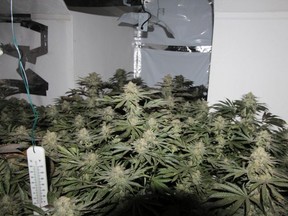 The police discovered a cannabis grow, with 100-plus plants that they estimate are worth £100,000, inside the property.