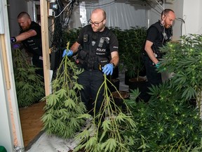 Police say they have seized more than £1 million worth of cannabis in the last two months, across multiple locations, leading to a number of arrests.