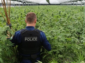 According to Pondering Pot, police in New South Wales have seized more than $100 million worth of cannabis in 2020.