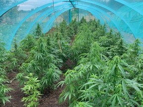 After recieving a tip, police discovered what they called a "cannabis factory" on a farm in Tydd St Giles.