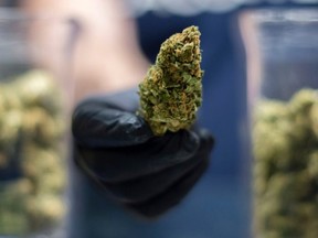 FILE: A piece of marijuana's bud is seen on June 20, 2020 in Madrid, Spain. /
