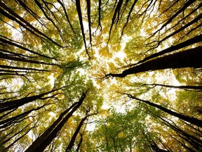 FILE: A view through a canopy of trees in full fall color October 24, 2015 along Skyline drive in Shenandoah National Park in Virginia.