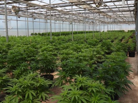 Eleven arrested in Niagara's largest ever cannabis bust | The Growthop