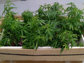 The 65-year-old man had 33 plants in his car.