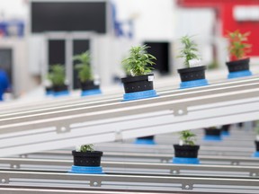 Cannabis production at an Aphria facility in Leamington, Ont.
