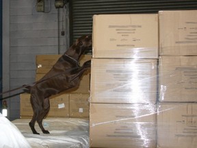 CBSA Detector Dog Services Team searches cargo.
