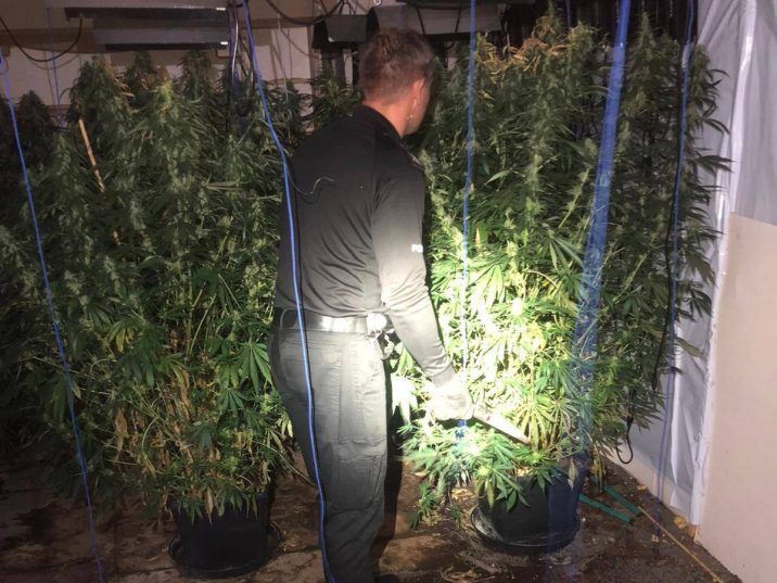 How a rescue of a horse caught in some wires led police to this illegal cannabis grow The Growthop