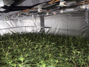 Members of the Preston Neighbourhood Policing Team found the thousands of plants of varying sizes after acting on information received from the public.