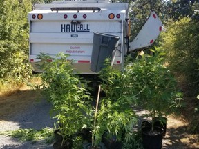 Children using a popular trail in the Panama Flats happened upon 18 marijuana plants, in plain view, near the path.