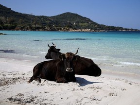 Two cows rest on the deserted beach of Mar e Sol in Porticcio on April 5, 2020 on the French Mediterranean island of Corsica.