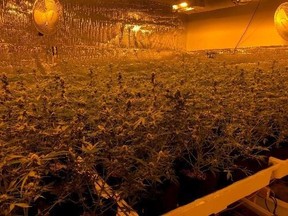Stolen electricity used to power four illegal indoor grows estimated at US$280,000.
