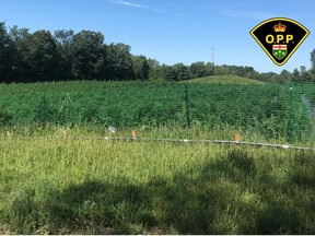 OPP photo of field where the force seized more than 7,000 cannabis plants.