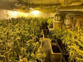 According to authorities, a worker at the Southern California Edison, the primary electricity supplier in Southern California, tipped off cops at the Visalia Police Department about suspected illicit cannabis grow in the area.