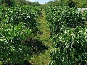 Rows of thousands of carefully tended marijuana plants seized in Addington Highlands.