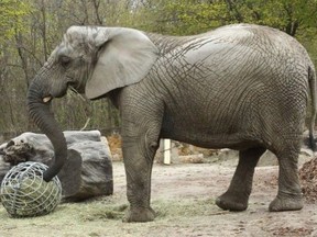 The Warsaw Zoo lost one of its four elephants — and the herd’s eldest female — in March. It was a tragic development that has left a female named Fredzia struggling with depression and anxiety.