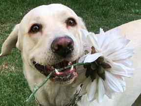 A young male yellow lab, Toby works as a drug K9 for the El Dorado County Sheriff’s Office in California.
