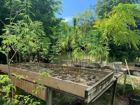 A search of the property revealed 70-plus marijuana plants, which were removed from the illegal grow, and four illegal firearms.