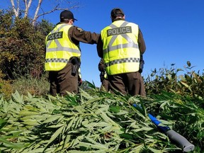 “The seizure of the plants today will add to the provisional toll of the eradication operations which began in August.”