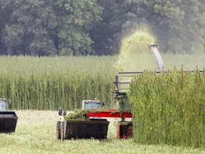 Farmers with their specially developed harvesting machines crop a cannabis field in Naundorf, eastern Germany, on September 19, 2018.