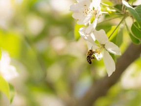 The team examined around 5,000 bees living in captivity and discovered that the crop kept the invaluable insects alive longer in the presence of pesticides than those not subjected to hemp.