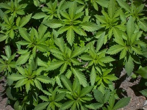 FILE: Young marijuana plants grow in a field on May 15, 2011 in Wakhil, in the mountainous upper Panjshir region, Afghanistan. /