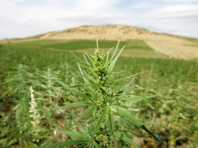 FILE: Larache, MOROCCO: View of cannabis plantations in the northern Moroccan Larache region, 16 June 2006. /