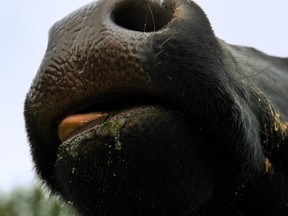 Researchers are conducting studies they hope will offer insight to farmers considering incorporating hemp in cattle feed.