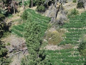 Image of grow on mountainside.