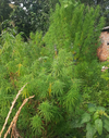 Marijuana plants found on a maize farm property. / Photo: Panchmahal Police, Facebook