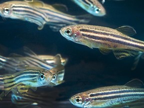 Researchers say zebrafish have a similar brain structure to humans, albeit much simpler, and because they don't have skulls, brain activity is easier to monitor.