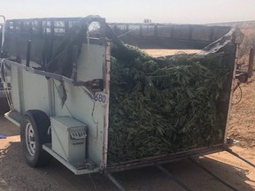 The deputy opted to perform a traffic stop involving a Ford F-150 towing a trailer “that had a very strong odour of marijuana coming from it.