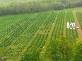 Bird's-eye view of massive outdoor cannabis grow-op.