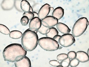 The biosynthesis process “uses patent-pending yeast strains and enzymes to produce pure cannabinoids (not synthetic).”