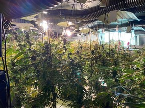 Officers from the National Crime Agency forced entry to access the massive indoor grow-op over all three floors of the building.