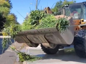 Loader transporting seized and dismantled cannabis plants to waste vehicle.