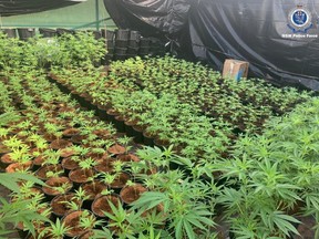 Detectives seized 1,845 plants having an estimated potential street value of $5.2 million.