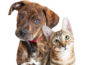 In the U.S., 44 per cent of all U.S. households have a dog as a pet, and 35 per cent have a cat. /